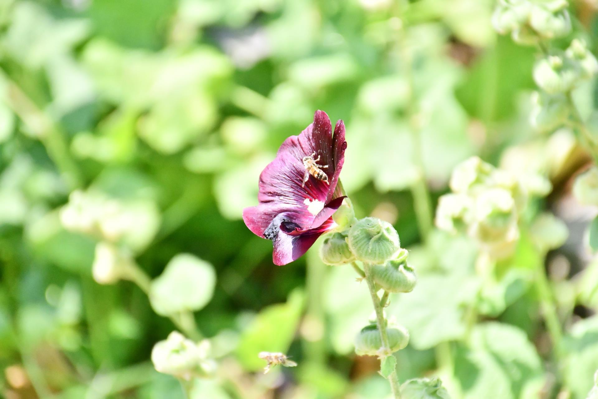 Honey Bee on a Flower